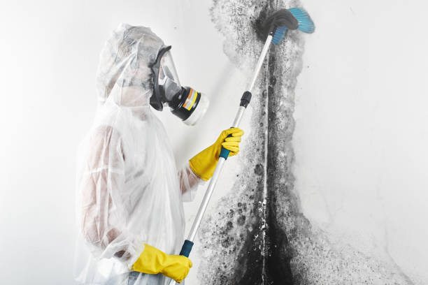 Asbestos and Lead Testing During Mold Inspection in Loveland, CO