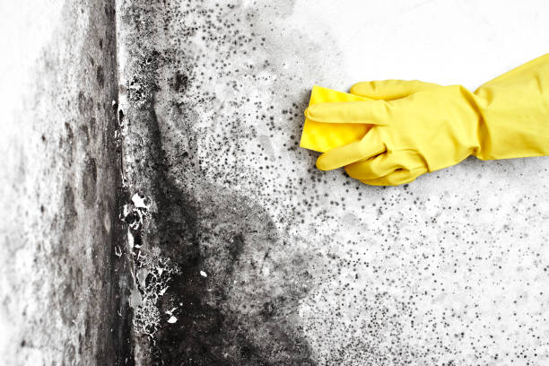 Best HVAC Mold Inspection and Cleaning  in Loveland, CO