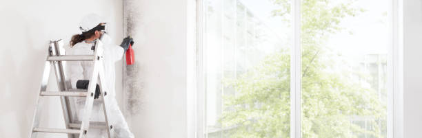 Mold Documentation for Insurance Claims in Loveland, CO